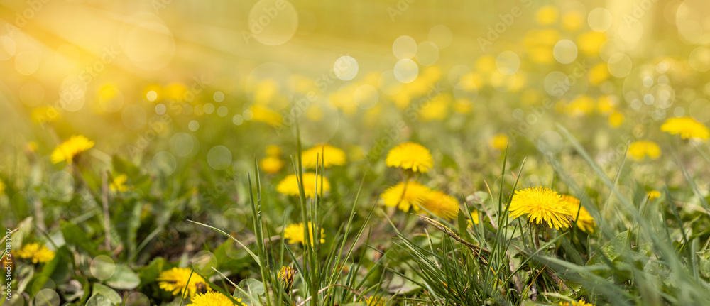 Fototapeta Beautiful spring dandelion flowers. Green field with yellow dandelions. Closeup of yellow spring flowers on the ground