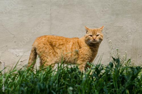 Gray street cat is walking down the street. A spotted cat sits on the sidewalk. Red cat is sitting at home. Red street cat is sitting on the street © Ярослав Марценюк