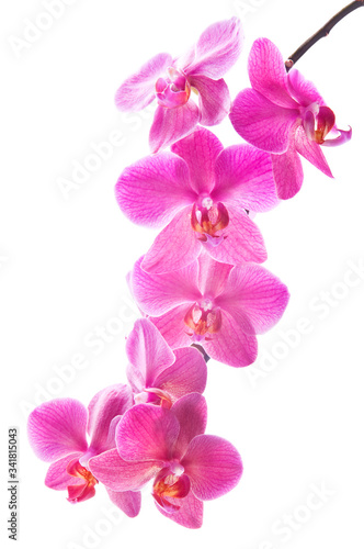 Fototapeta Naklejka Na Ścianę i Meble -  Beautiful bouquet of pink orchid flowers. Bunch of luxury tropical magenta orchids - phalaenopsis - isolated on white background. Studio shot
