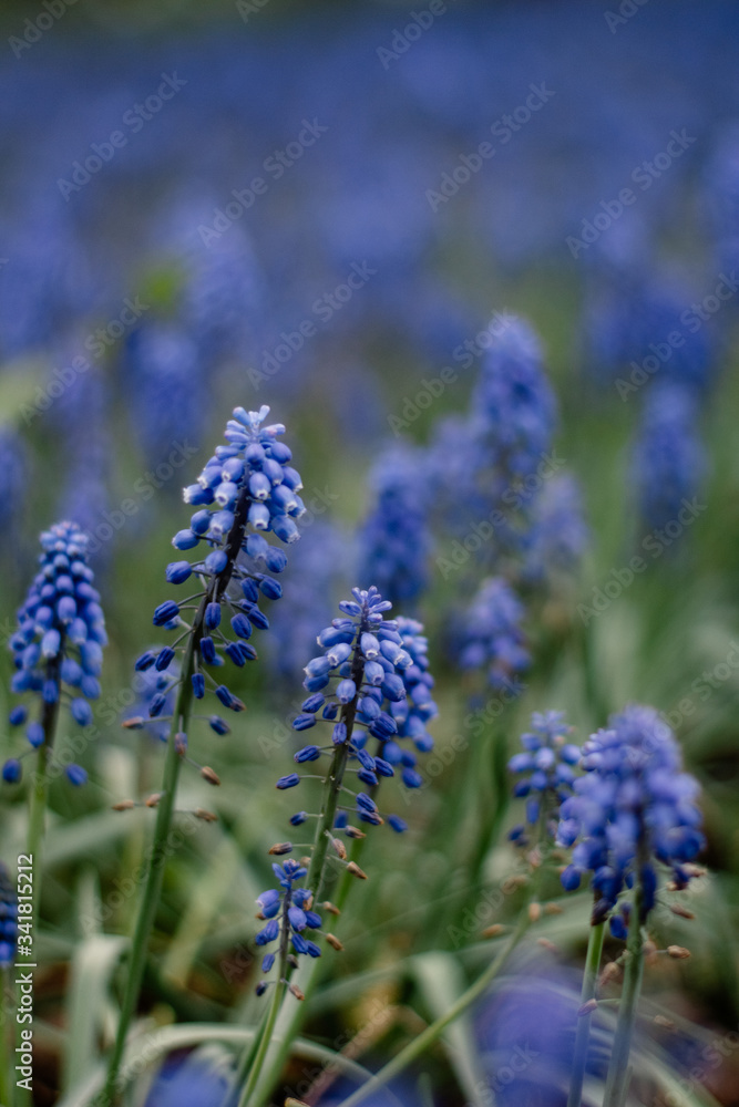 Blue Grape Hyacinth. Flowers Muscari. Blue flowers in spring garden. First blue Springs flowers. Blue Muscari flowers close up. Blue Grape Hyacinth. Flowers Muscari. Blue flowers in spring garden. First blue Springs flowers. Blue Muscari flowers close up.