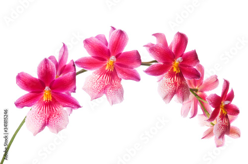 Beautiful bouquet of red orchid flowers. Bunch of luxury tropical red-yellow orchids - cambria - isolated on white background. Studio shot