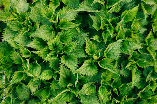 Nettle Background grows in the ground. Alternative medicines