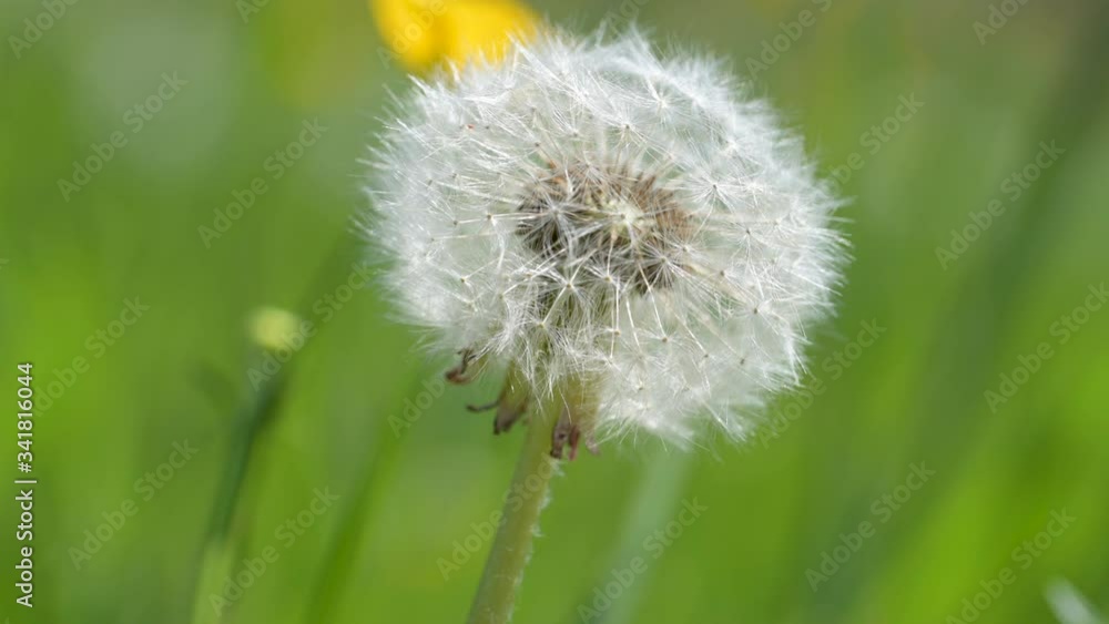 Extreme macro shot of a dandelion on a green spring meadow in the wind Extreme macro shot of a dandelion on a green spring meadow in the wind