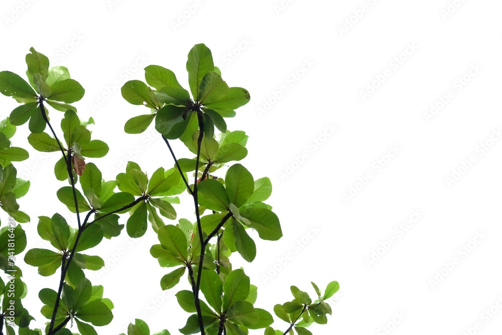 Tropical tree leaves with branches on white isolated background for green foliage backdrop and copy space Tropical tree leaves with branches on white isolated background for green foliage backdrop and copy space
