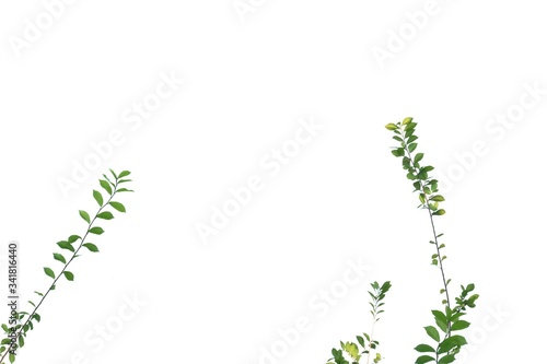 Tropical tree with leaves branches on white isolated background for green foliage backdrop and copy space 