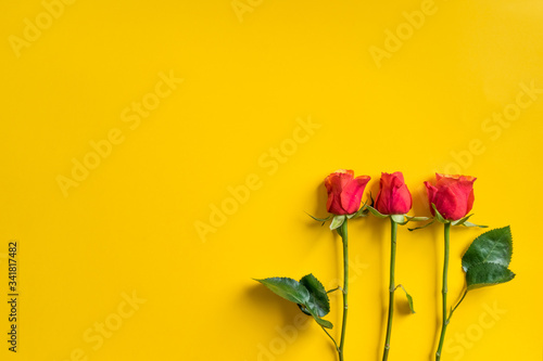 top view of three pink roses on a bright yellow background.
