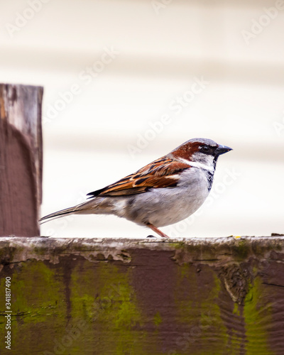 Male house sparrow with a side view.  Perched on a brown fence.  Background blurry. © Jennifer
