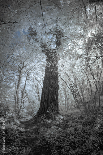 infrared woodland between st clement and malpas cornwall england uk  photo