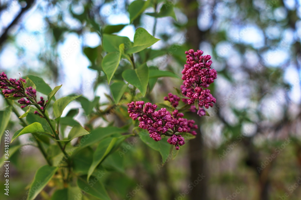 Still not blooming lilac flowers, violet lilac flower background or organic natural texture Still not blooming lilac flowers, violet lilac flower background or organic natural texture