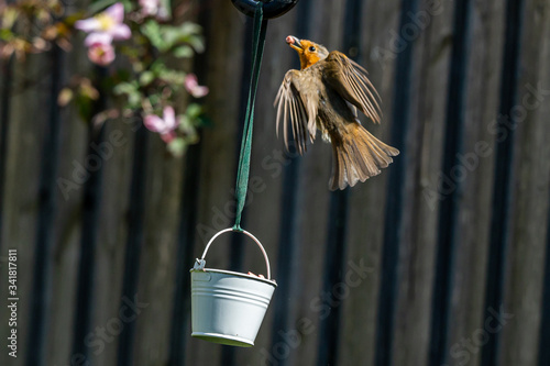 Urban wildlife as a robin flies towards a suet filled bird feeder