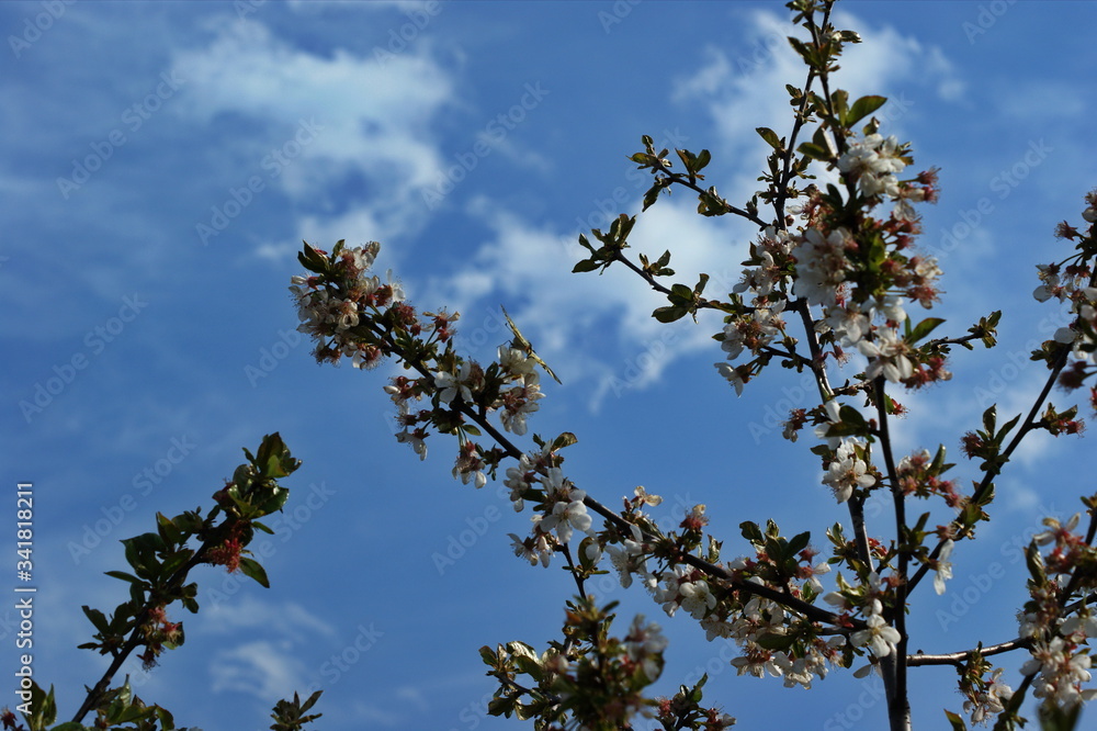 A beautiful sunny garden with blooming cherry, apple, pear and peach trees. Spring flowers in bloom. Orchard with white and pink flower branches. Beauty of nature. A beautiful sunny garden with blooming cherry, apple, pear and peach trees. Spring flowers in bloom. Orchard with white and pink flower branches. Beauty of nature.