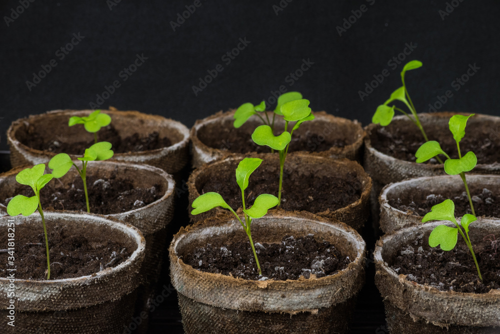 Close-up view of arugula cotyledons Close-up view of arugula cotyledons
