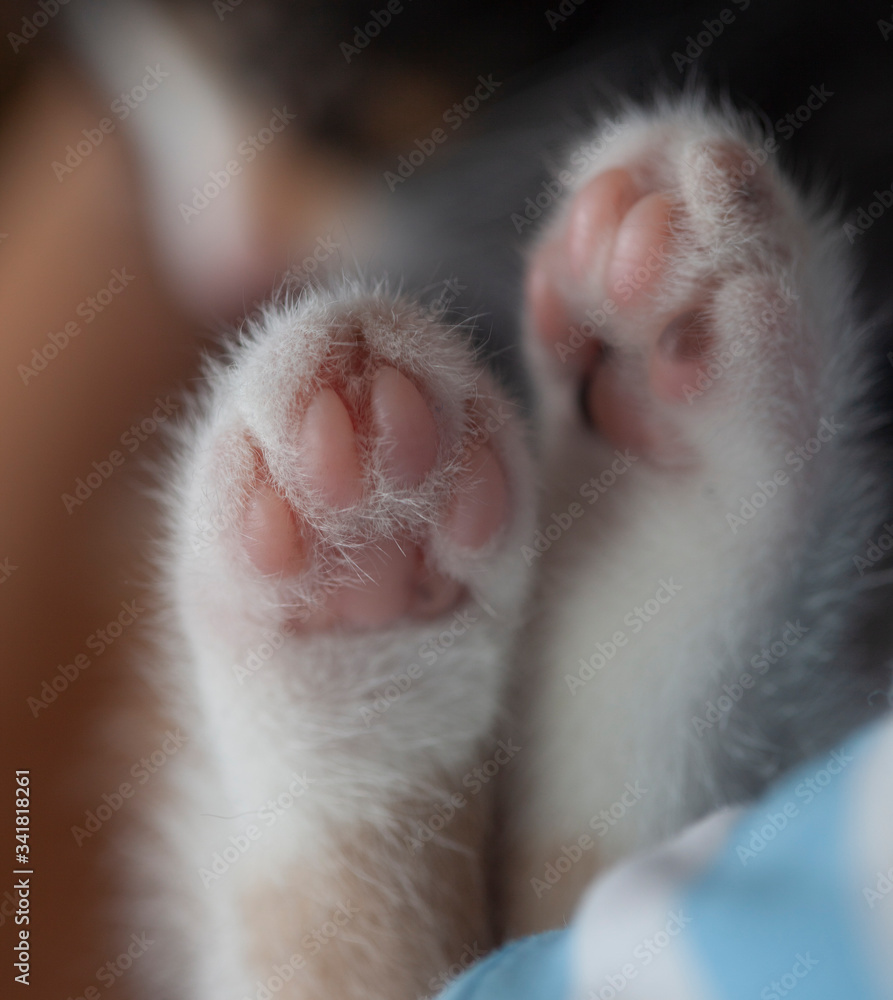 white kitten Cuddle paw pads
