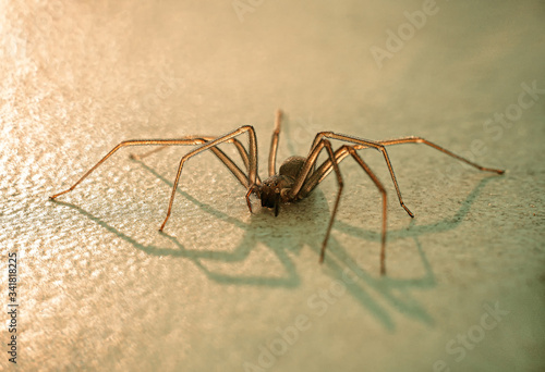 Macro photo of a spider in the sunset light