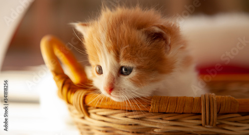 Ginger kitten in wood basket. © Chepko Danil