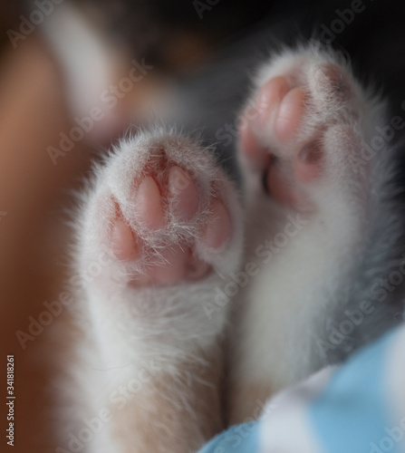 Photography white kitten Cuddle paw pads