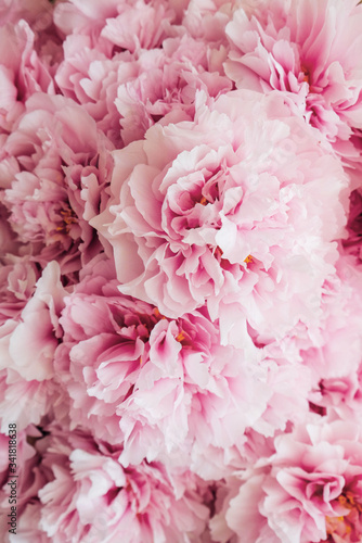 Fresh beautiful pink and white peony flowers in full bloom.