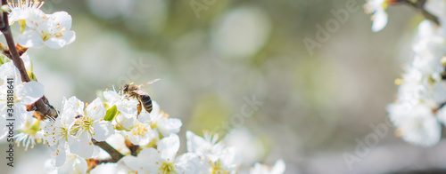 Banner background with bee and blooming tree branches, honey production and spring concept