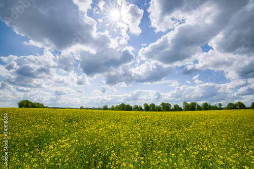 feld, himmel, landschaft, gelb, ackerbau, natur, raps, blau, blume, wiese, sommer, frühling, bäuerlich, cloud, pflanze, raps, green, bauernhof, cloud, gras, horizont, blume, hell, schön