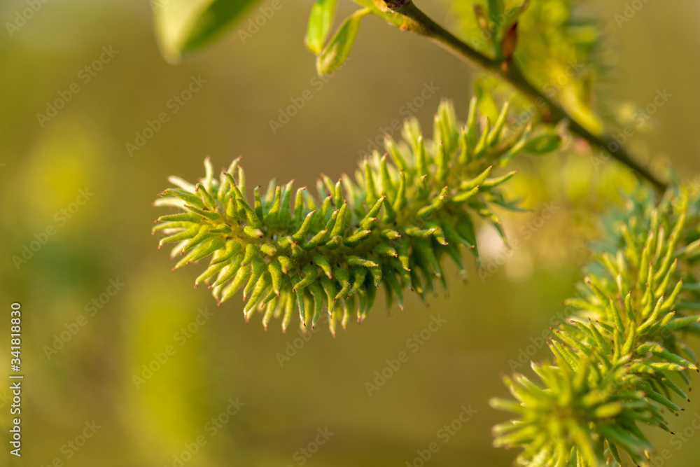 Spring in Maastricht with a macro of fruits with spines growing in a tree with a soft bokeh effect on the backgorund Spring in Maastricht with a macro of fruits with spines growing in a tree with a soft bokeh effect on the backgorund