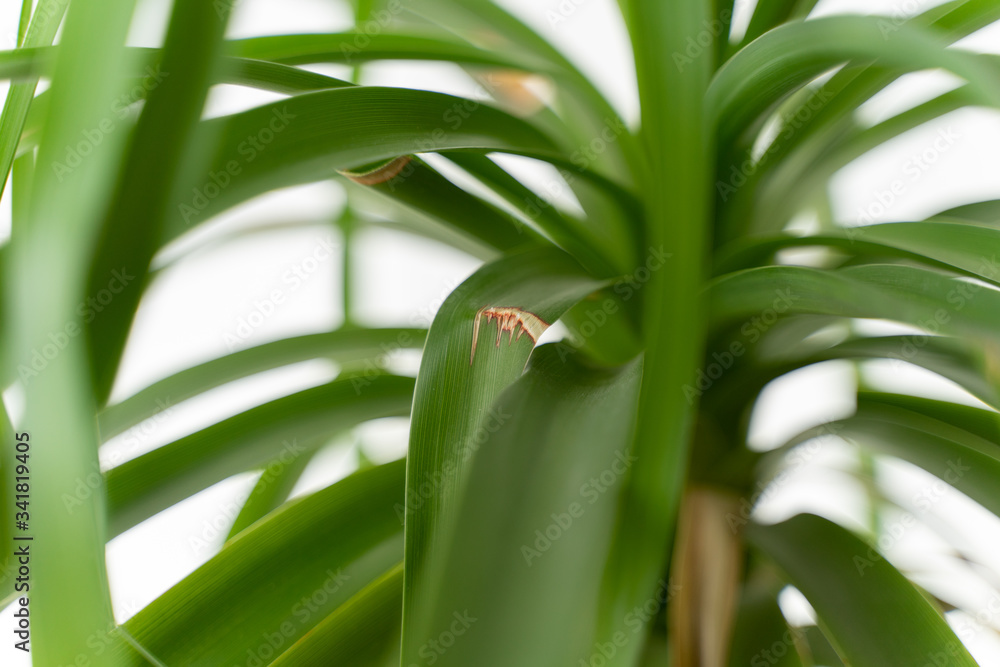 Obraz premium house plant and withered leaf