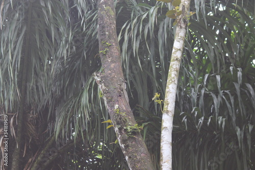 jungle, jungle animal, sloth, perezoso, monkeys, changos, selva, jungla, Costa Rica photo