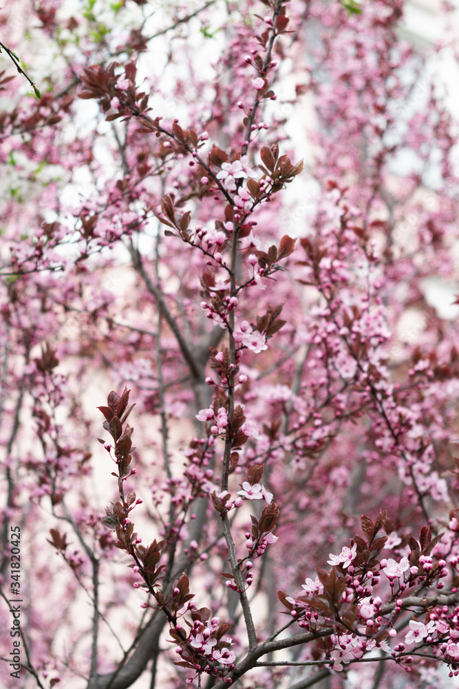 Cherry blossoms. Very beautiful floral background. Background of flowering trees. Spring landscape. Floral background. Spring background. Cherry blossoms in the spring on the street. Cherry blossoms. Very beautiful floral background. Background of flowering trees. Spring landscape. Floral background. Spring background. Cherry blossoms in the spring on the street.
