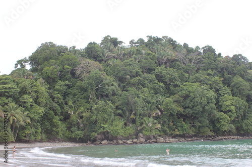 jungle, jungle animal, sloth, perezoso, monkeys, changos, selva, jungla, Costa Rica