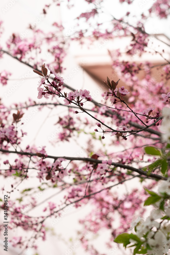 Cherry blossoms. Very beautiful floral background. Background of flowering trees. Spring landscape. Floral background. Spring background. Cherry blossoms in the spring on the street. Cherry blossoms. Very beautiful floral background. Background of flowering trees. Spring landscape. Floral background. Spring background. Cherry blossoms in the spring on the street.