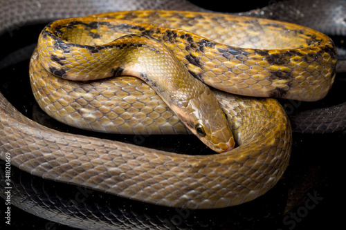 Coelognathus flavolineatus, the black copper rat snake or yellow striped snake, is a species of Colubrid snake found in Southeast Asia. isolated on black background
 photo