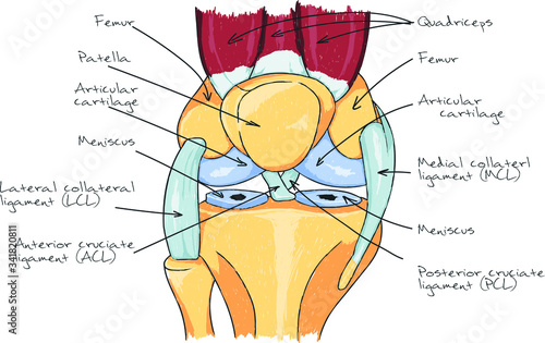 Knee anatomy scheme illustration human