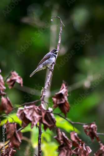 Double collared Seedeater photographed in Caparao, Espirito Santo. Southeast of Brazil. Atlantic Forest Biome. Picture made in 2018. © Leonardo