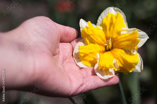 White dissected narcissus (Orangery) with yellow stamen in a female hand. Growing unusual spring flowers.