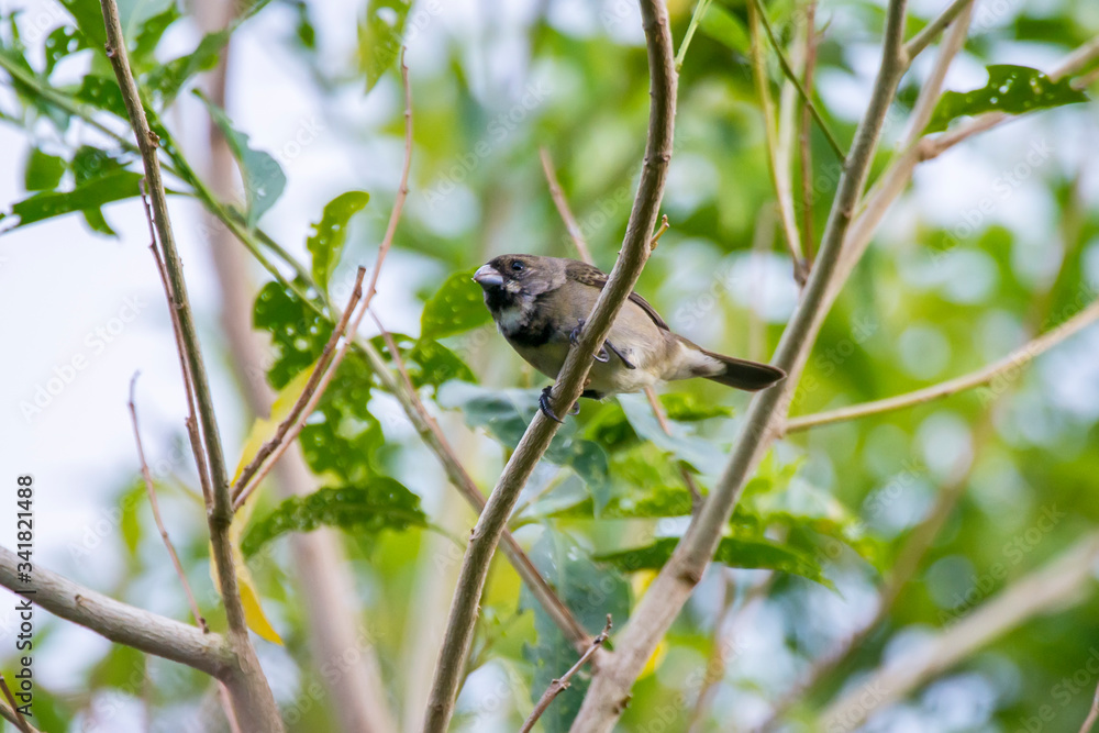 Double collared Seedeater photographed in Caparao, Espirito Santo. Southeast of Brazil. Atlantic Forest Biome. Picture made in 2018. Double collared Seedeater photographed in Caparao, Espirito Santo. Southeast of Brazil. Atlantic Forest Biome. Picture made in 2018.