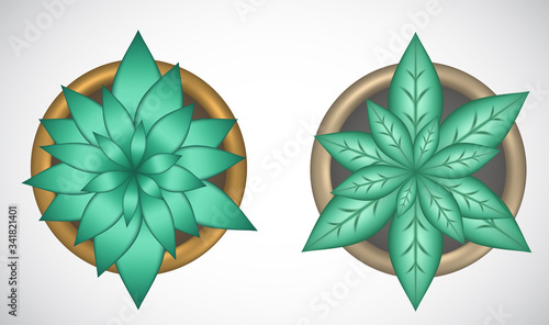 Home plants in pots top view isolated on white background. Cartoon 3d set garden icons. Succulents and green foliar flora decorative design. Room creative botanical elements in ceramic containers.