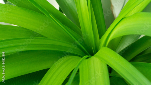 Beautiful green pattern plant