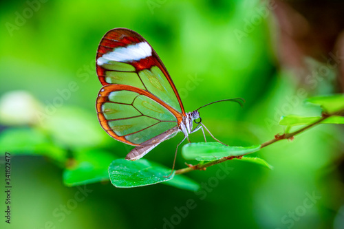 Glasswing Butterfly (Greta oto) in a summer garden.