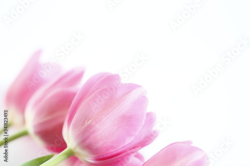 pink carnation flowers © Елена Беляшова
