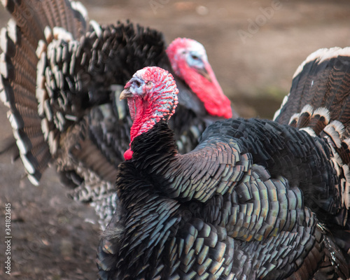 Male domestic turkey with second in the background (Meleagris gallopavo)