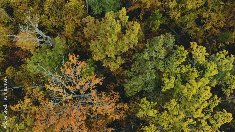 Aerial: flying directly over the tops of colorful trees in a dense forest. Stunning autumn landscape with green, yellow and orange foliage. Half-naked branches Aerial: flying directly over the tops of colorful trees in a dense forest. Stunning autumn landscape with green, yellow and orange foliage. Half-naked branches