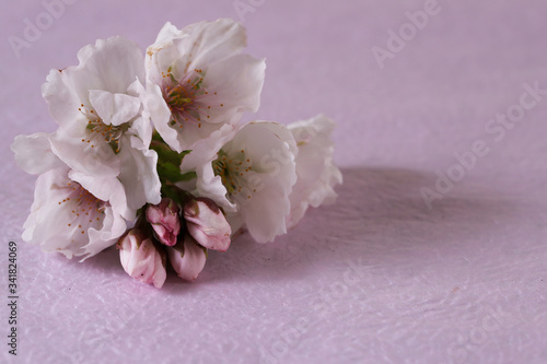 和紙背景の桜