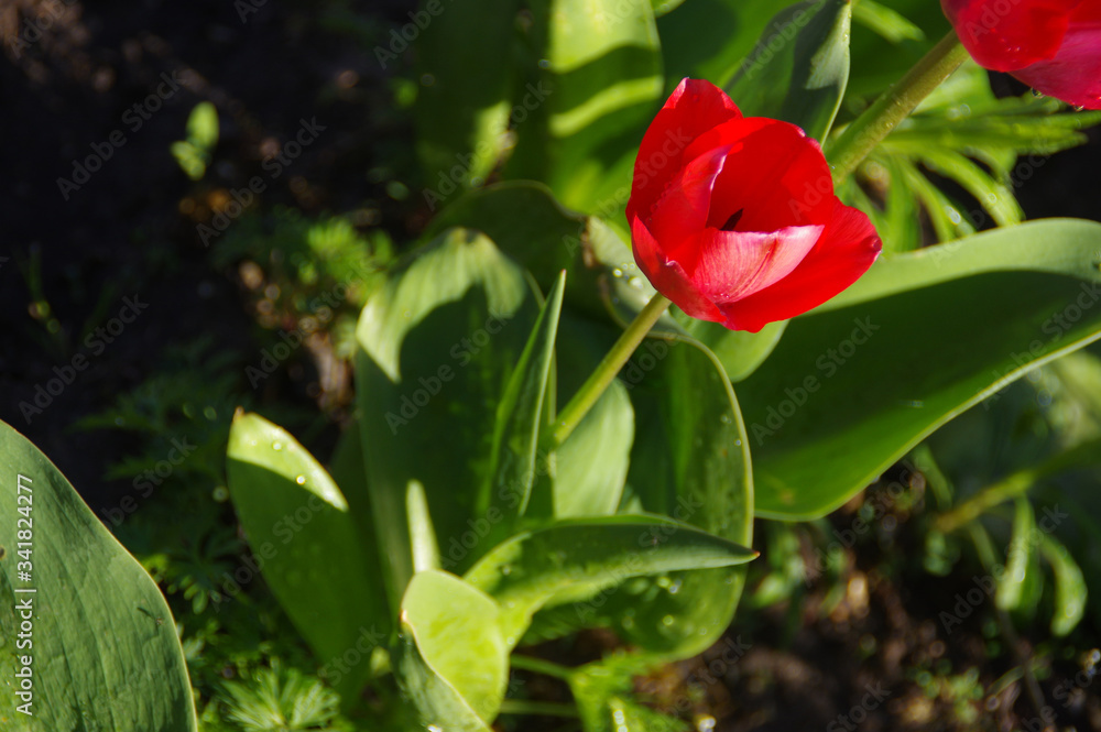 Wet red tulips flowers watering in the spring garden Wet red tulips flowers watering in the spring garden