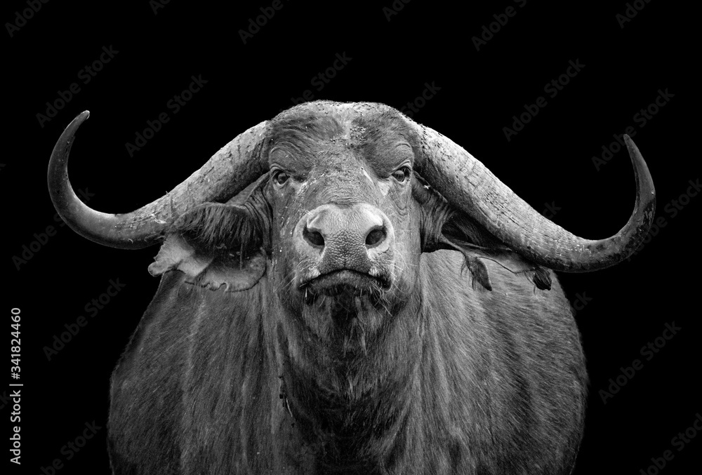 Naklejka premium Black and white photo of African buffalo portrait; Syncerus caffer; Kenya. He is isolated on the black background. It is wildlife photo in Tsavo East, National park, Africa.