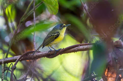 Yellow lored Tody Flycatcher photographed in Caparao, Espirito Santo. Southeast of Brazil. Atlantic Forest Biome. Picture made in 2018. © Leonardo