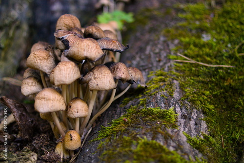 Wild forest mushrooms