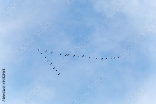 v-formation of geese