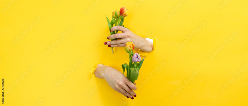 Spring themed banner hands reaching out of yellow background holding tulips Spring themed banner hands reaching out of yellow background holding tulips
