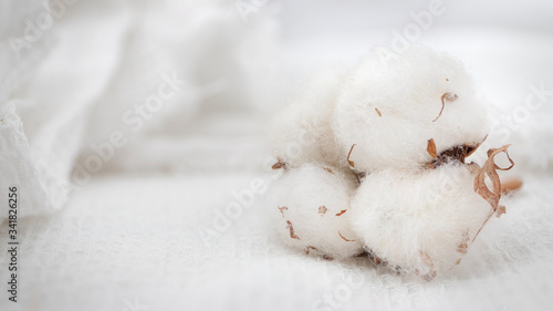 Canvastavla Cotton is a soft, fluffy staple fiber that grows in a boll, or protective case