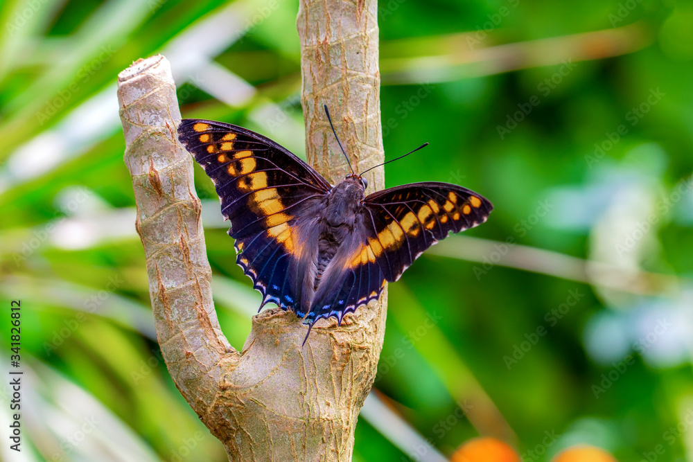 Closeup beautiful butterfly in a summer garden Closeup beautiful butterfly in a summer garden
