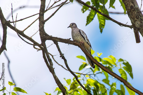Scaled Dove photographed in Caparao, Espirito Santo. Southeast of Brazil. Atlantic Forest Biome. Picture made in 2018.